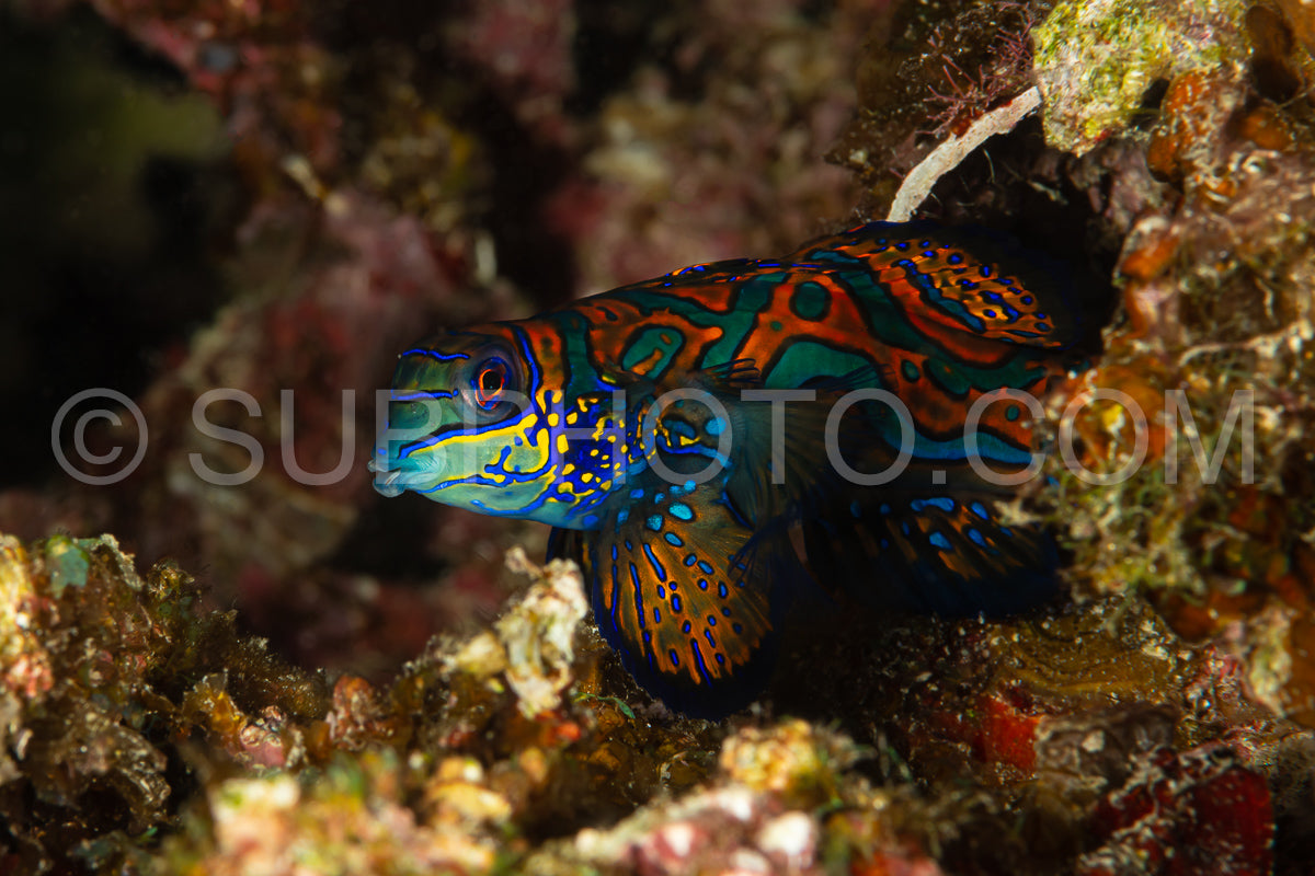 Photo de poisson mandarin sortant de sa cachette au crépuscule pour frayer