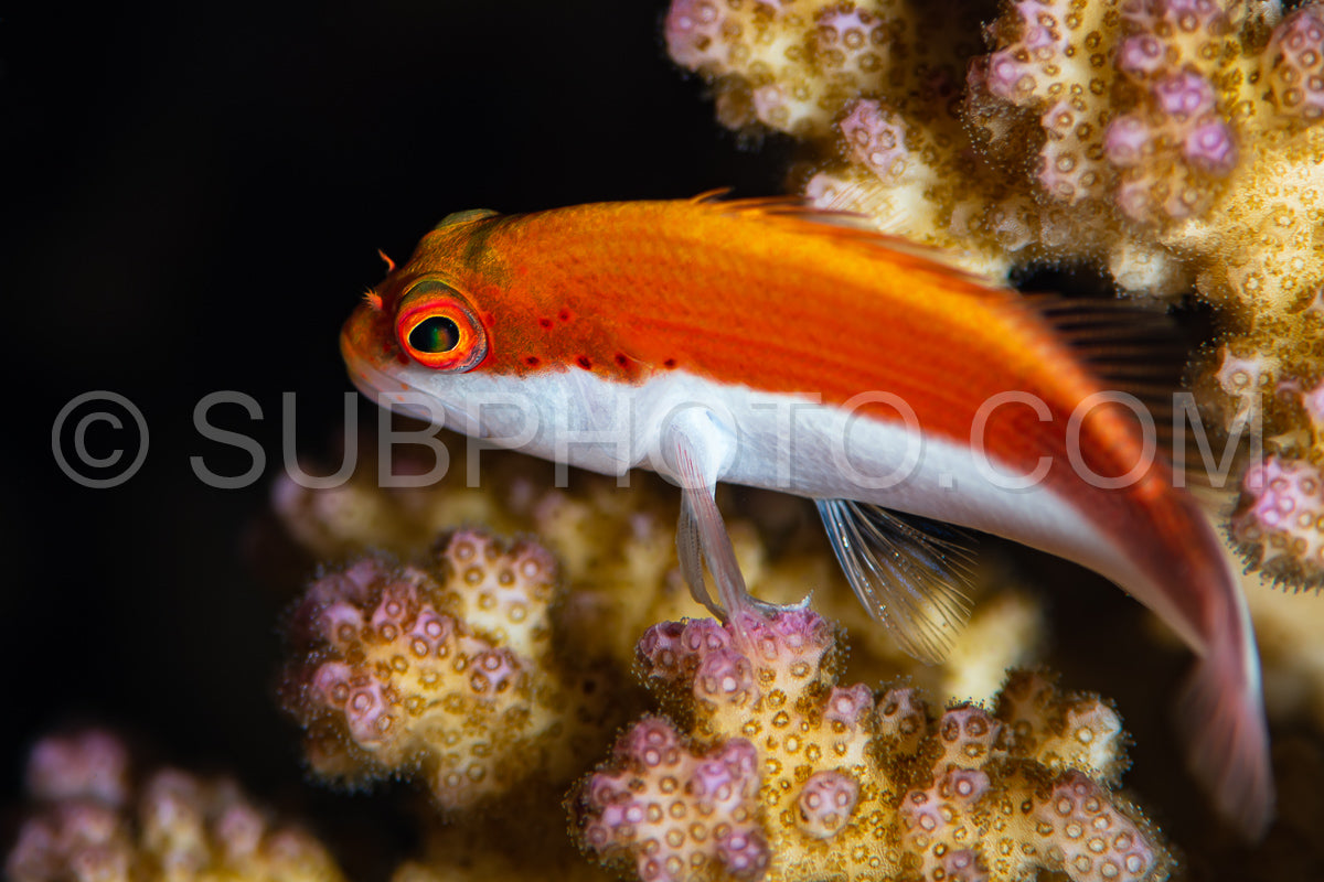 Photo de jeune juvénile poisson épervier tacheté