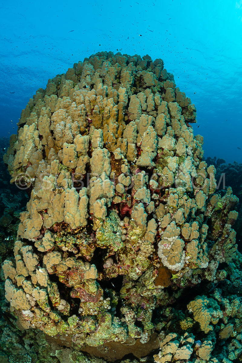 Photo de structure corallienne typique de la mer rouge avec poisson anthias