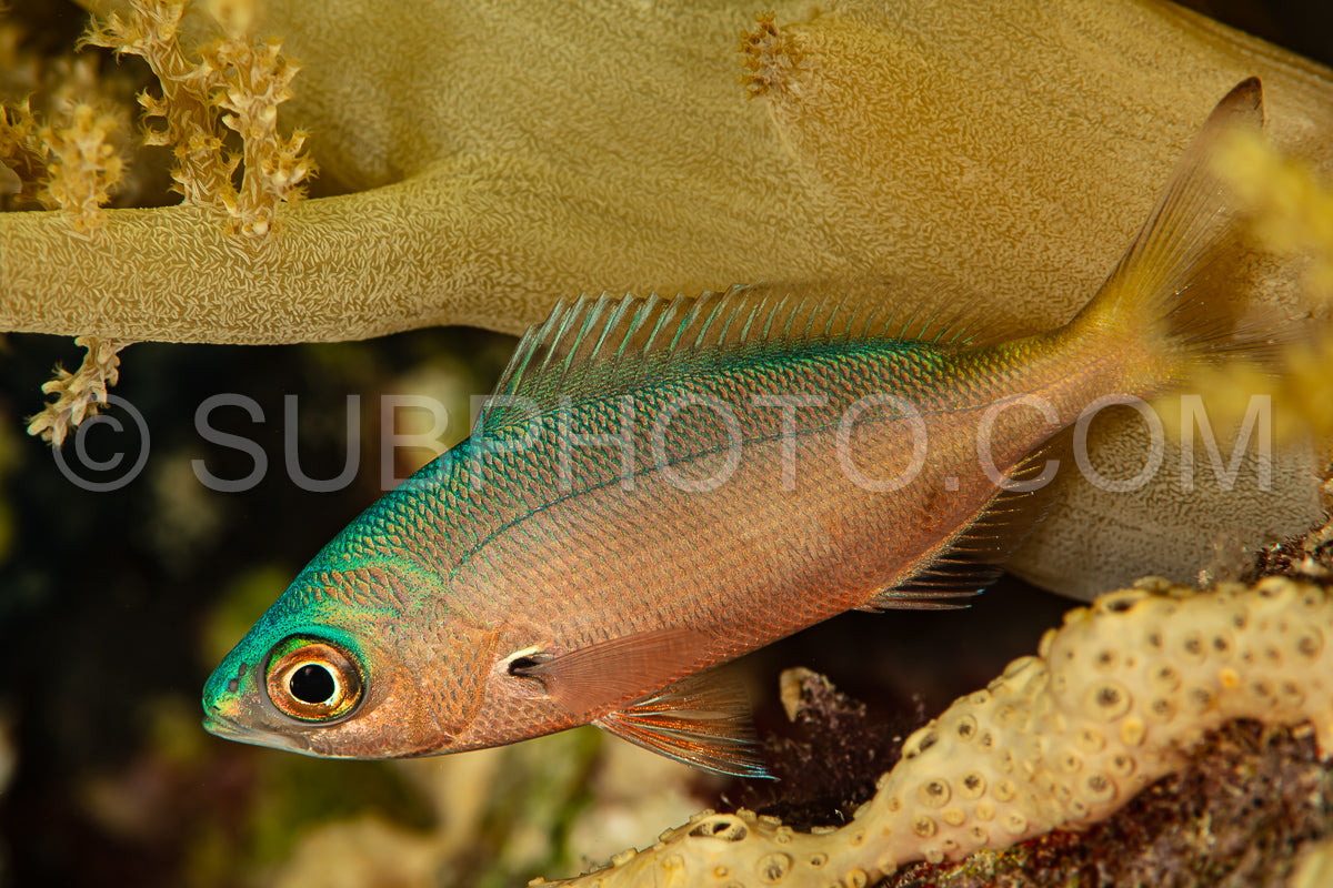 Photo de indéterminé jeune corail juvénile