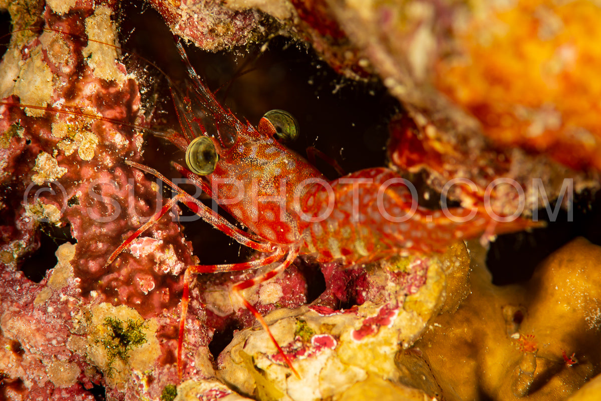 Photo de crevette réticulée à bec articulé à taches rouges