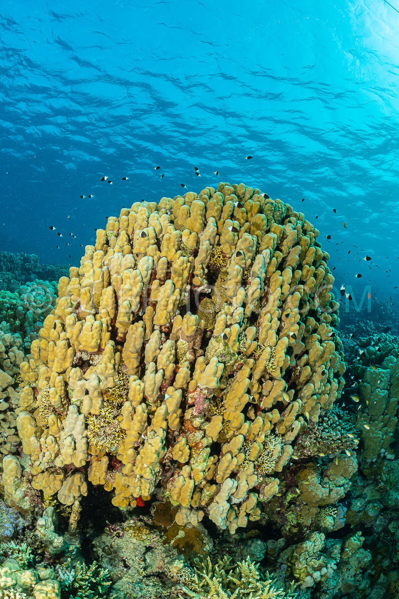 Photo de structure corallienne typique de la mer rouge avec poisson anthias