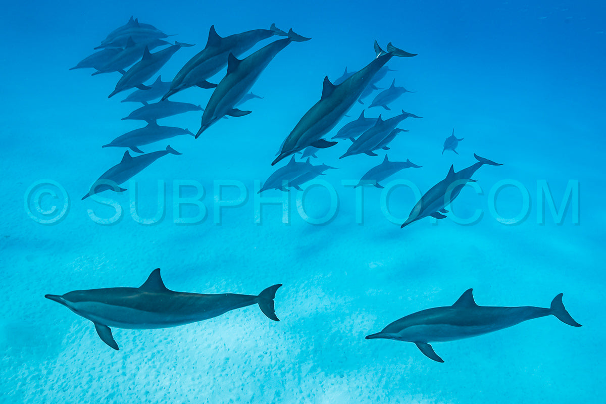 Photo de Groupe de dauphins à long bec (Stenella longirorstris) nageant sur le sable dans le récif de Sataya - Égypte - mer Rouge
