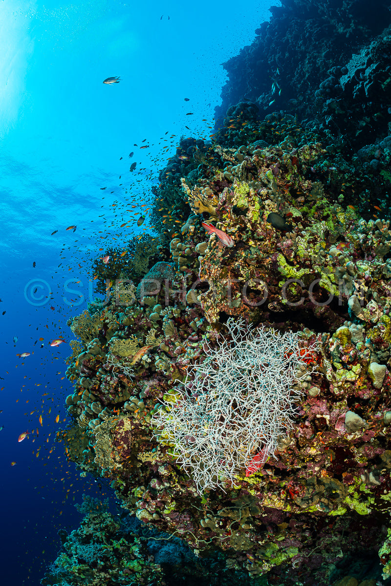 Photo de Récif tropical typique de la mer Rouge avec coraux durs et mous entourés d'un banc d'anthias orange