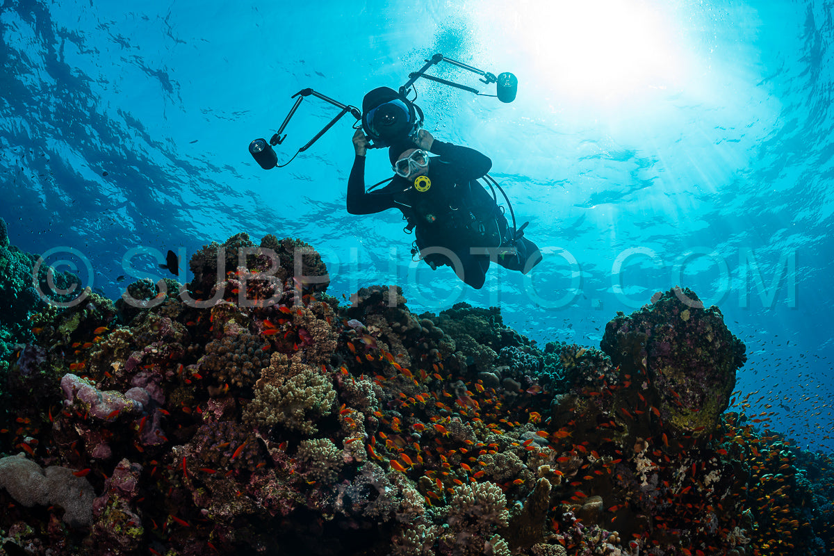 Photo de Récif tropical typique de la mer Rouge avec des coraux durs et mous entourés d'un banc d'anthias orange et d'un plongeur photographe.