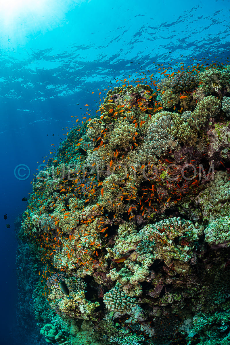 Photo de Récif tropical typique de la mer Rouge avec coraux durs et mous entourés d'un banc d'anthias orange