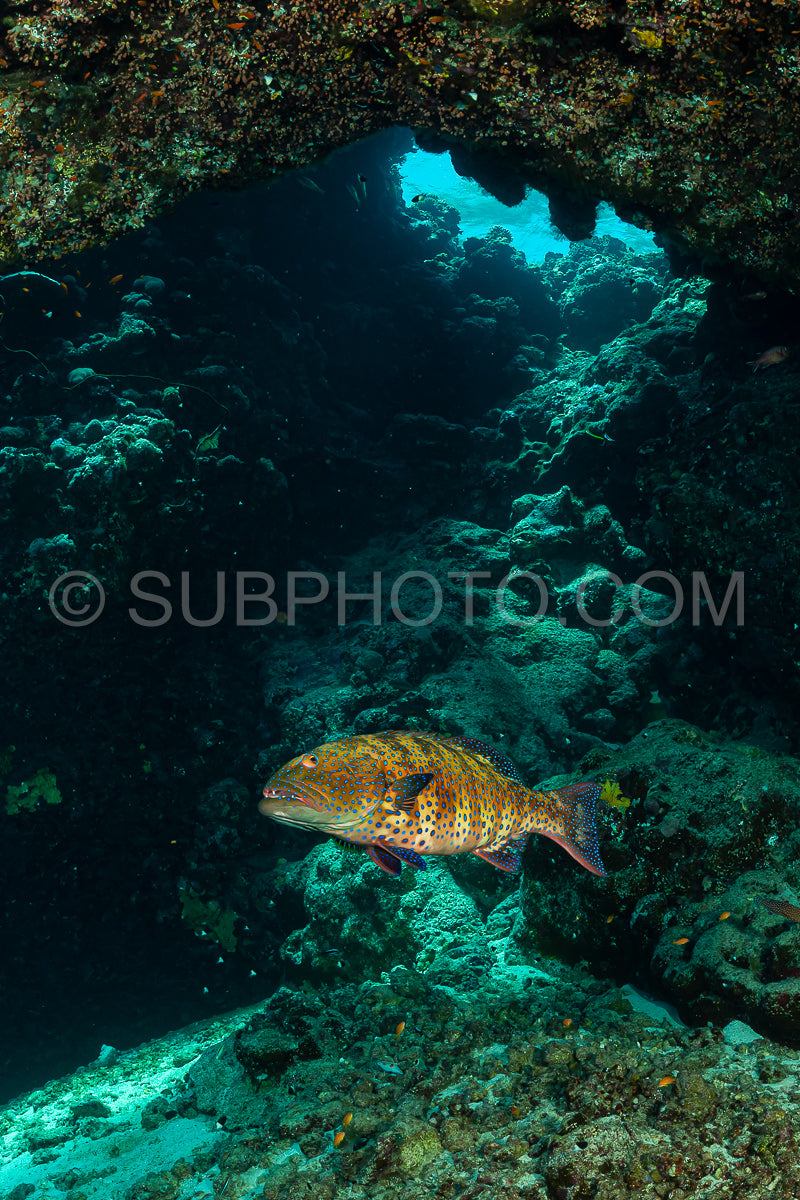 Photo de poisson corallien itinérant ou morue corallienne SEa rouge dans une grotte