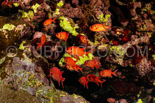 Photo de banc de poissons-soldats rouges à grosse écaille