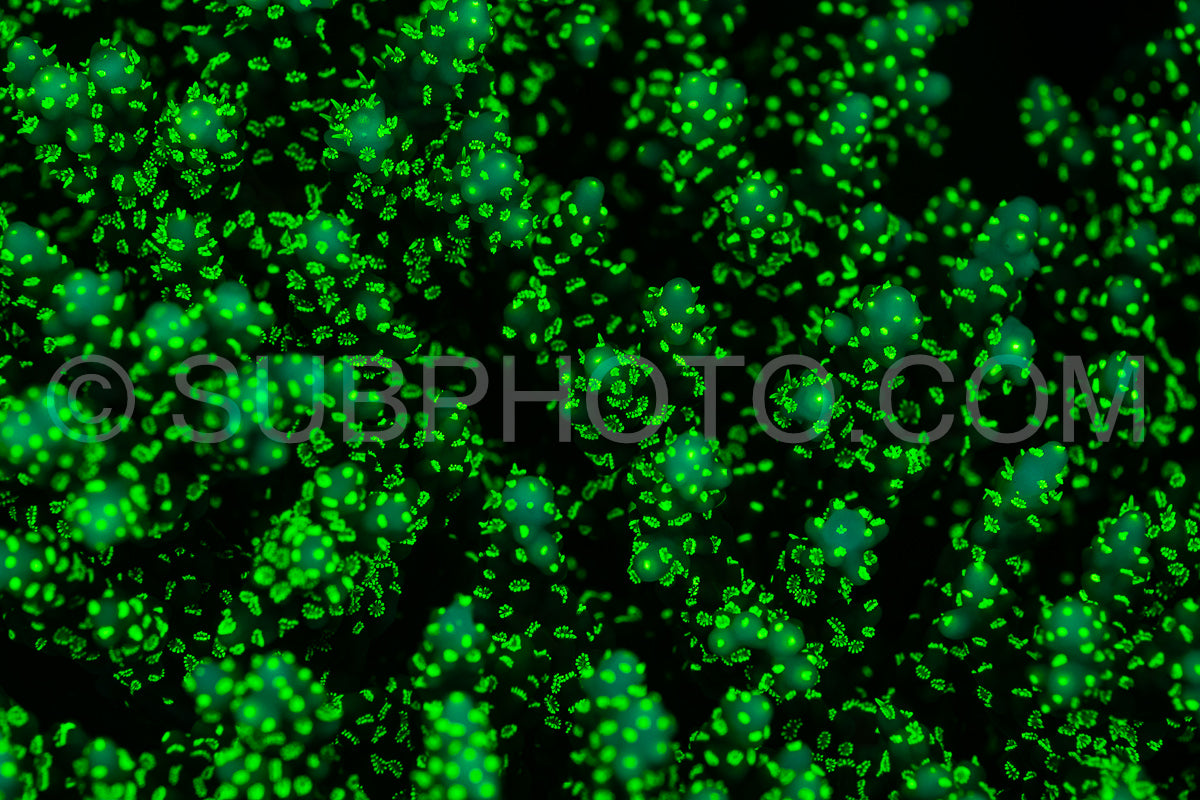 tropical reef coral glows fluorescent green excited by UV light