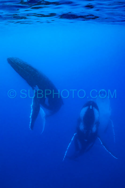 Photo de Trois baleines à bosse se reposant à l'aube dans les eaux profondes de la Polynésie française