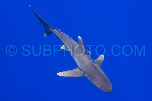 Photo de Requin Carcharhinus longimanus et poissons pilotes croisant tôt le matin dans les eaux profondes de la Polynésie française