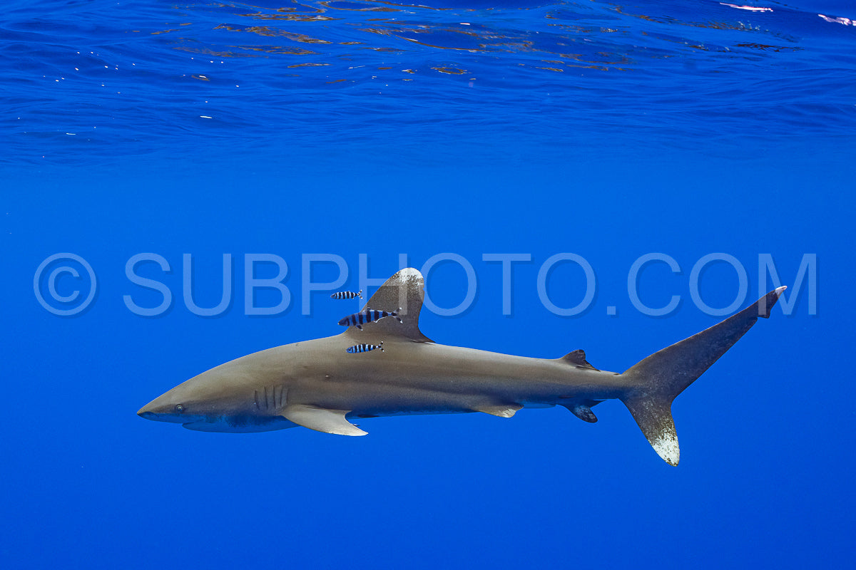 Photo de Requin Carcharhinus longimanus et poissons pilotes croisant tôt le matin dans les eaux profondes de la Polynésie française