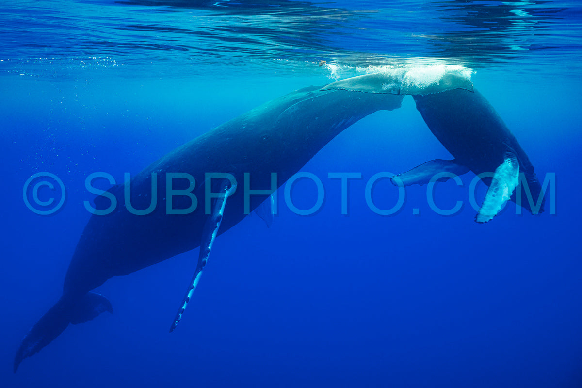 calf humpback whale and mother playing at water surface in deep French Polynesia waters