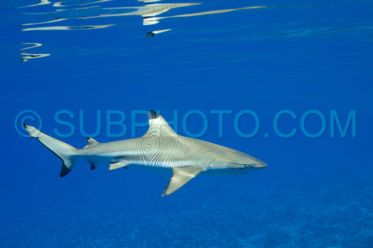 Photo de requin de récif à pointe noire nageant dans les eaux tropicales de Polynésie française sur un récif corallien
