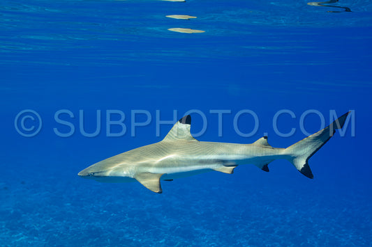 Photo de requin de récif à pointe noire nageant dans les eaux tropicales de Polynésie française sur un récif corallien