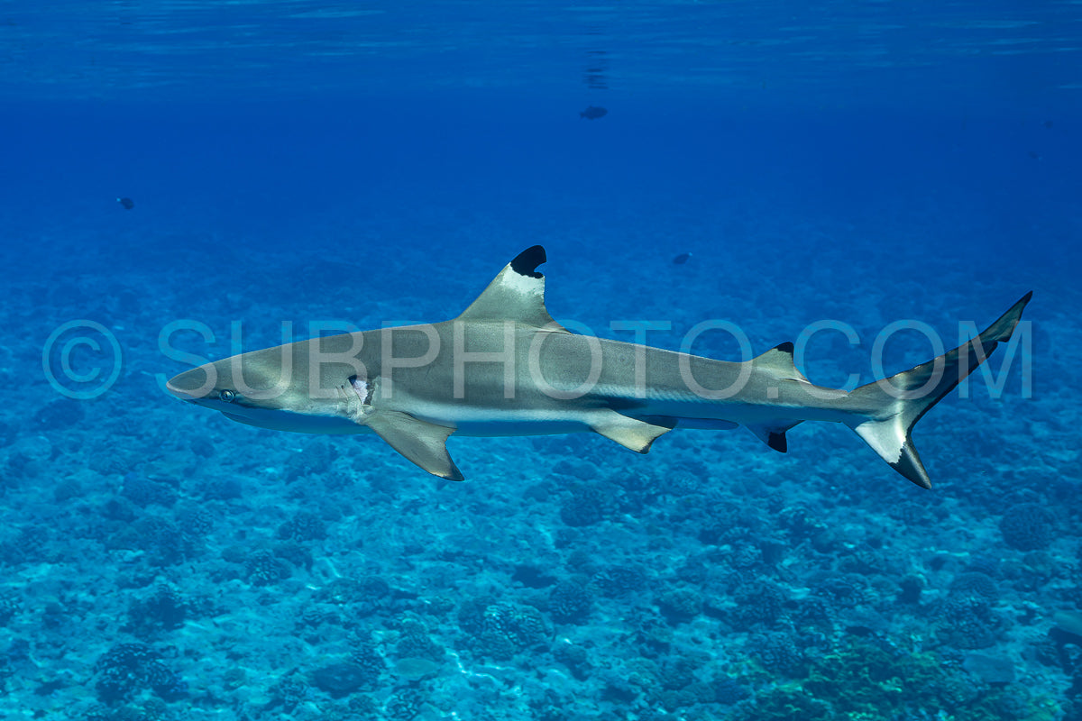 Photo de requin de récif à pointe noire nageant dans les eaux tropicales de Polynésie française sur un récif corallien