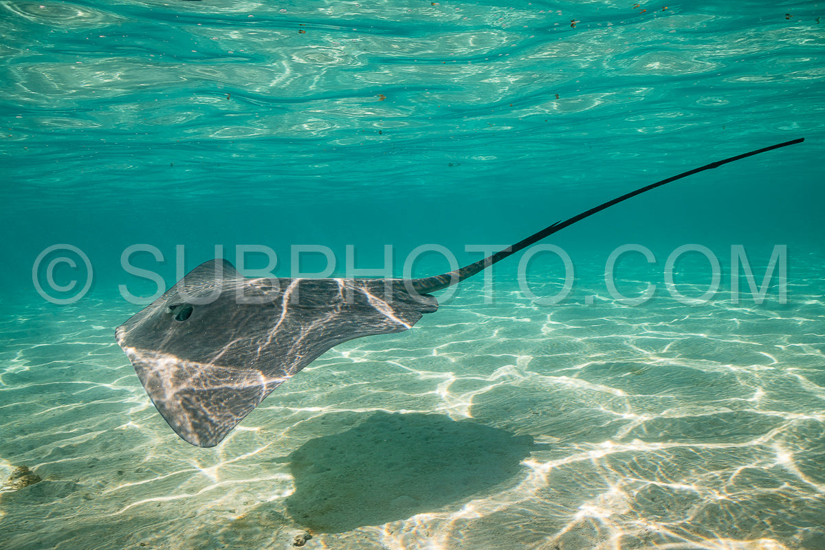 Photo de raie pastenague dans les eaux peu profondes du lagon de Moorea en Polynésie française