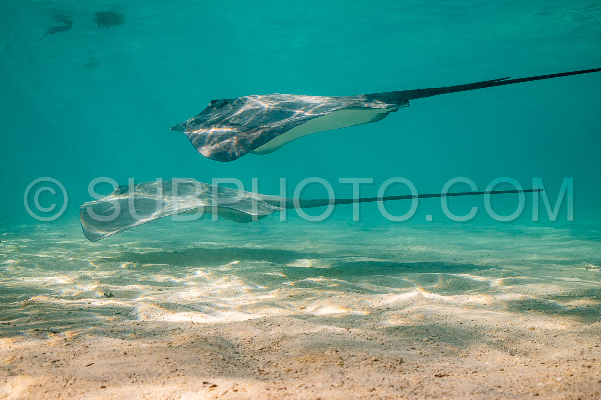 Photo de raie pastenague dans les eaux peu profondes du lagon de Moorea en Polynésie française