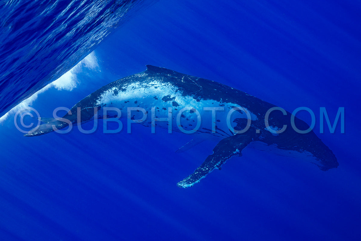 humpback whale resting at dawn in french polynesia deep waters