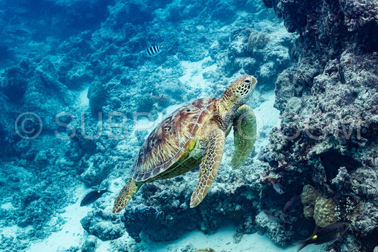 Photo de tortue verte nageant dans le lagon de Moorea - Polynésie française