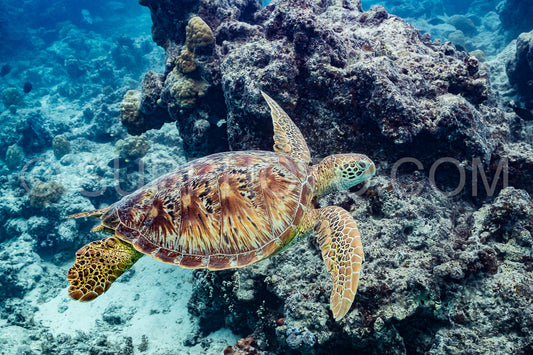 Photo de tortue verte nageant dans le lagon de Moorea - Polynésie française