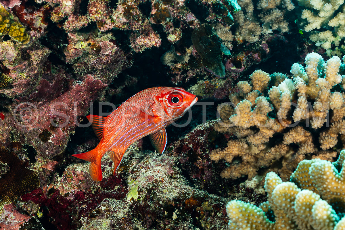 Photo de poisson écureuil tahitien