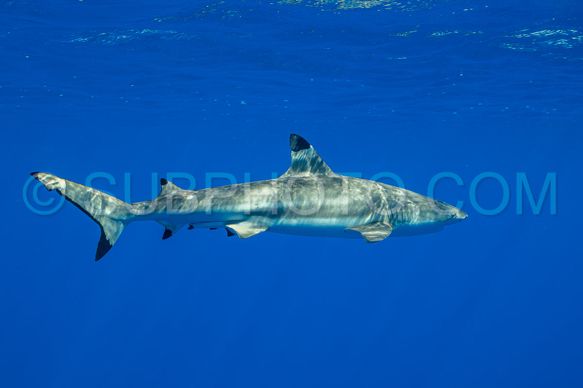 Photo de requin de récif à pointe noire nageant dans les eaux tropicales de Polynésie française sur un récif corallien