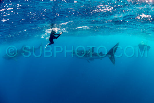 Photo de Requin-baleine et plongeuse près de Isla Mujeres - Mexique