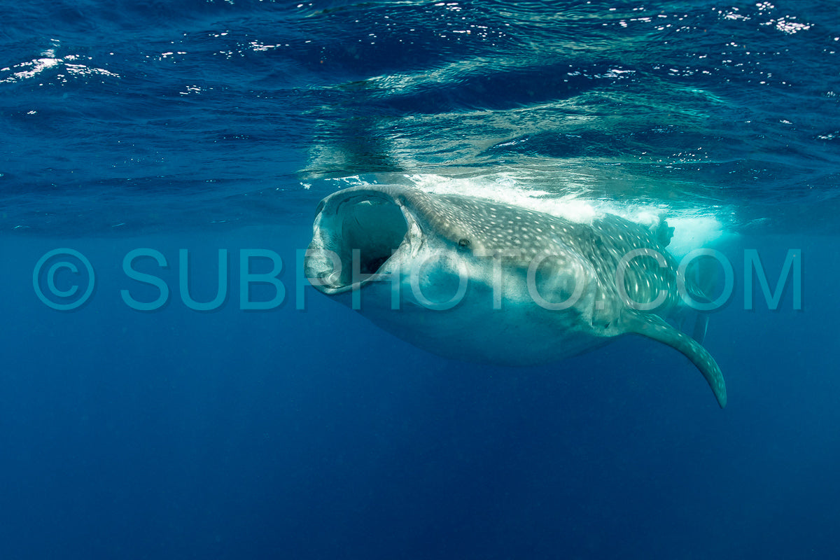 Photo de Requin-baleine et plongeuse près de Isla Mujeres - Mexique