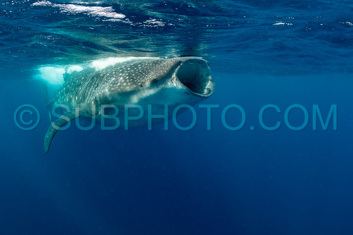 Photo de Requin-baleine et plongeuse près de Isla Mujeres - Mexique