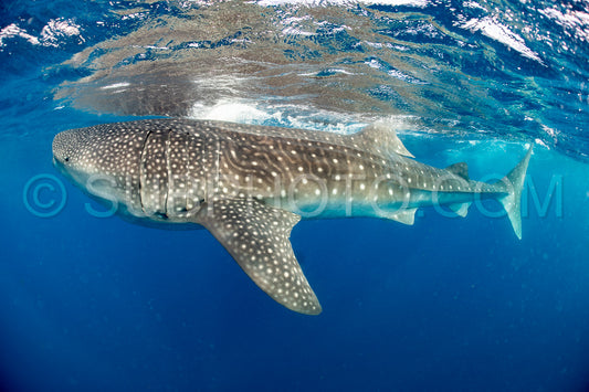 Photo de Requin-baleine et plongeuse près de Isla Mujeres - Mexique
