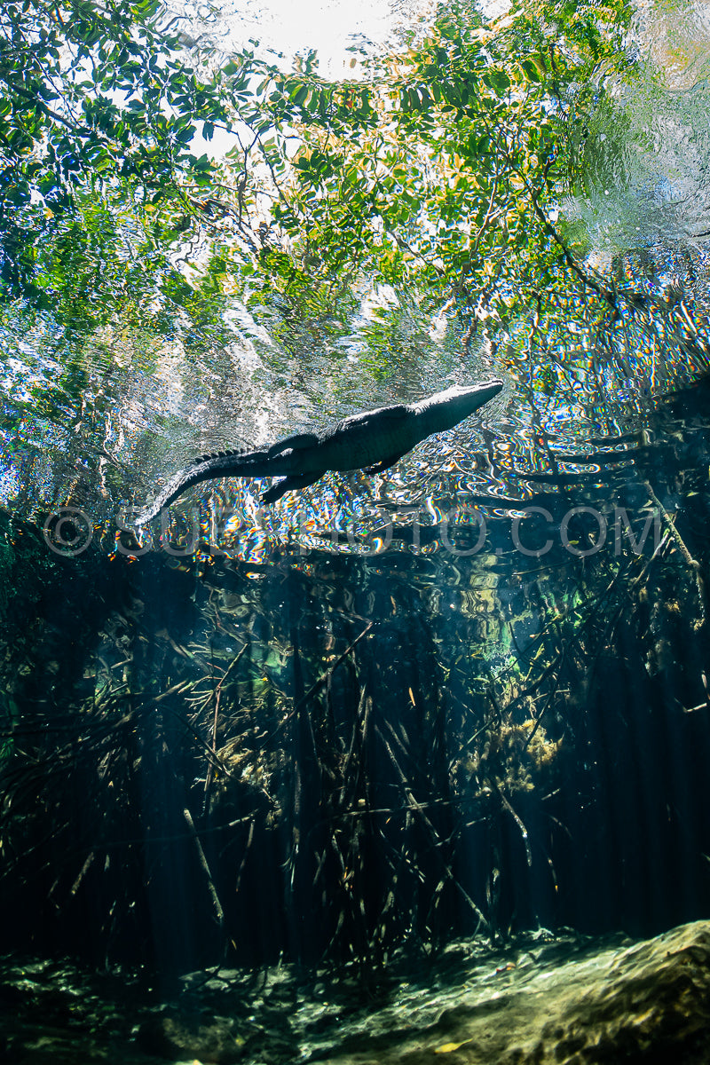 cave diver instructor leading a group of divers in a mexican cenote underwater