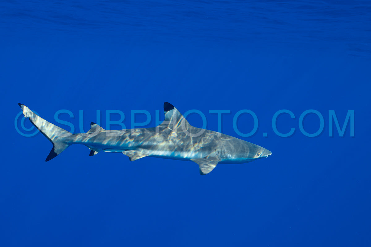 Photo de chasse au requin pointe noire sur un récif corallien polynésien