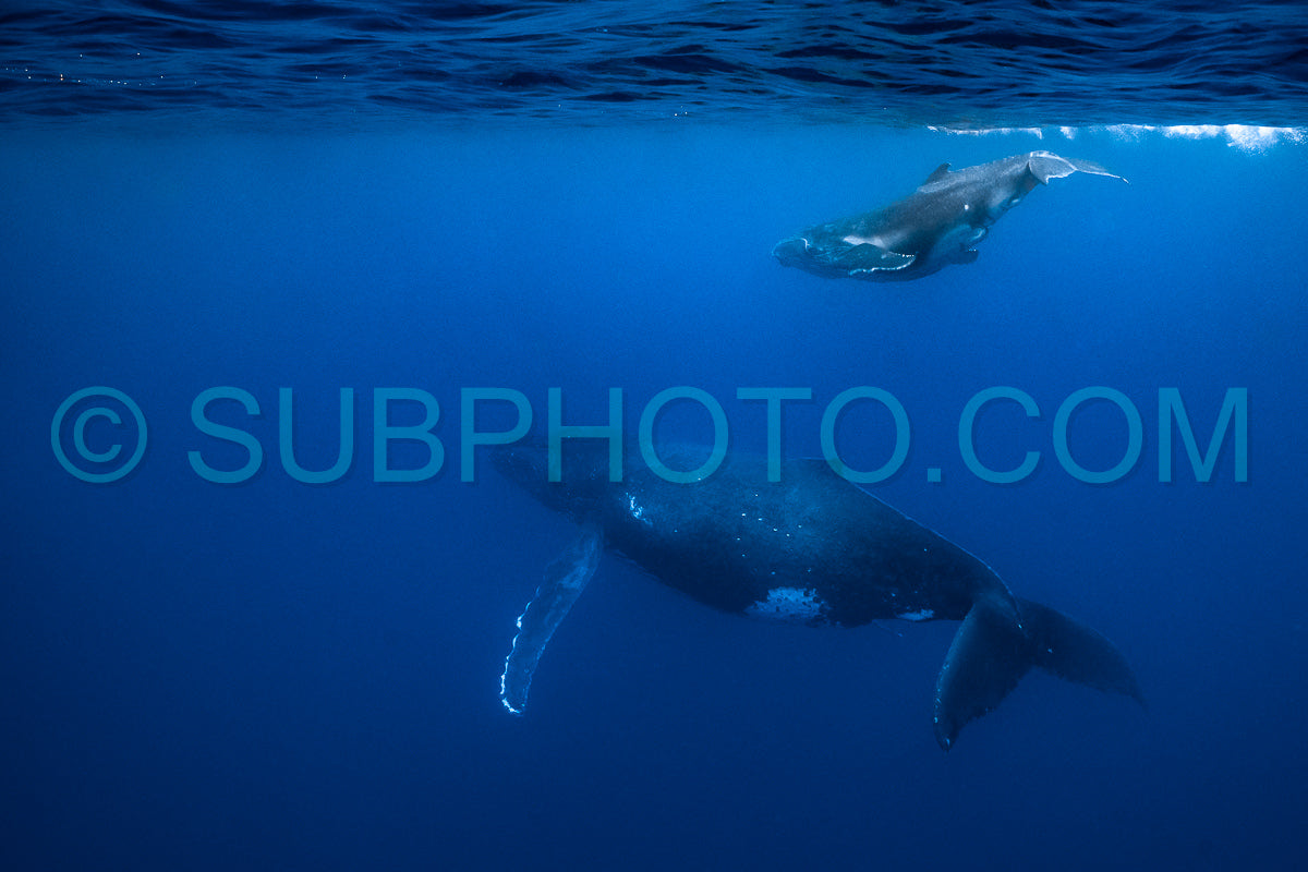 humpback whale mother & calf swimming in deep French Polynesia waters