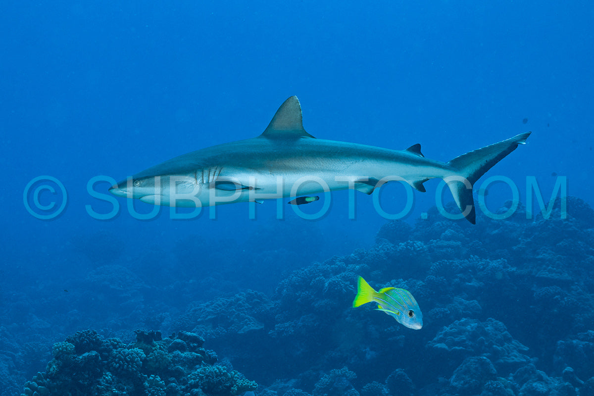 grey reef shark hunting on a polynesian coral reef