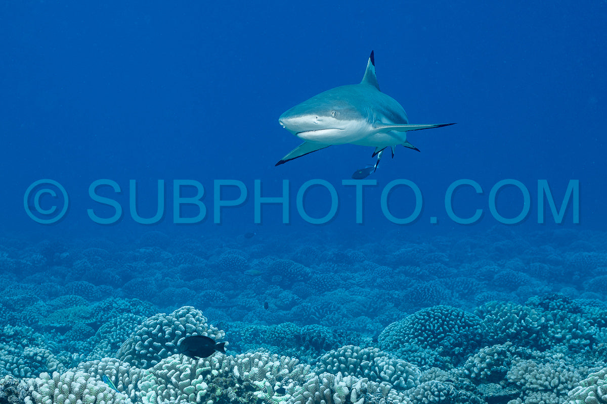 blacktip shark hunting on a polynesian coral reef