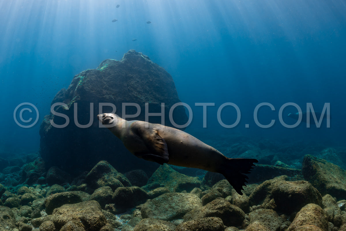 Photo de jeune lion de mer jouant avec un plongeur à La Paz Baja California