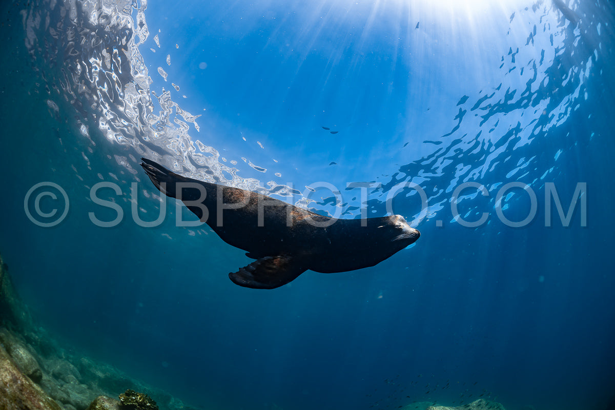 young sea lion playing with a scuba diver in La Paz Baja California