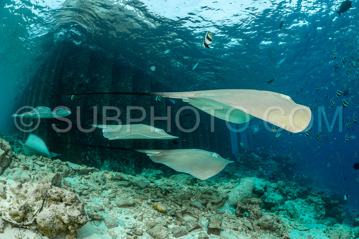 Photo de femme plongeuse avec Pink whipray