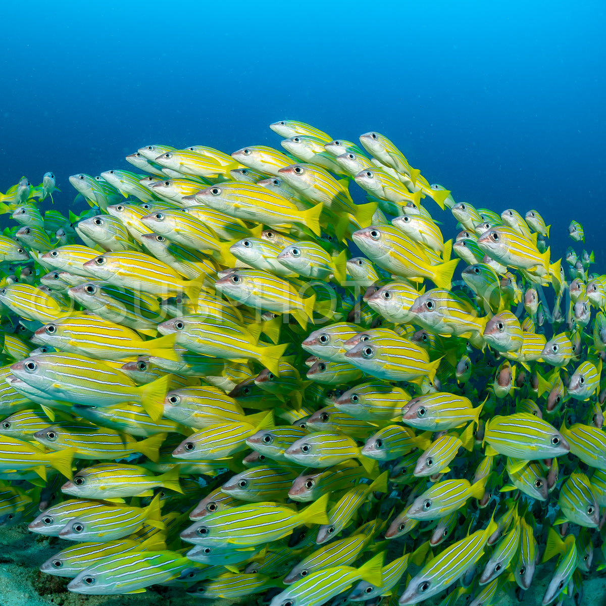 School of common bluestripe snapper with a diver