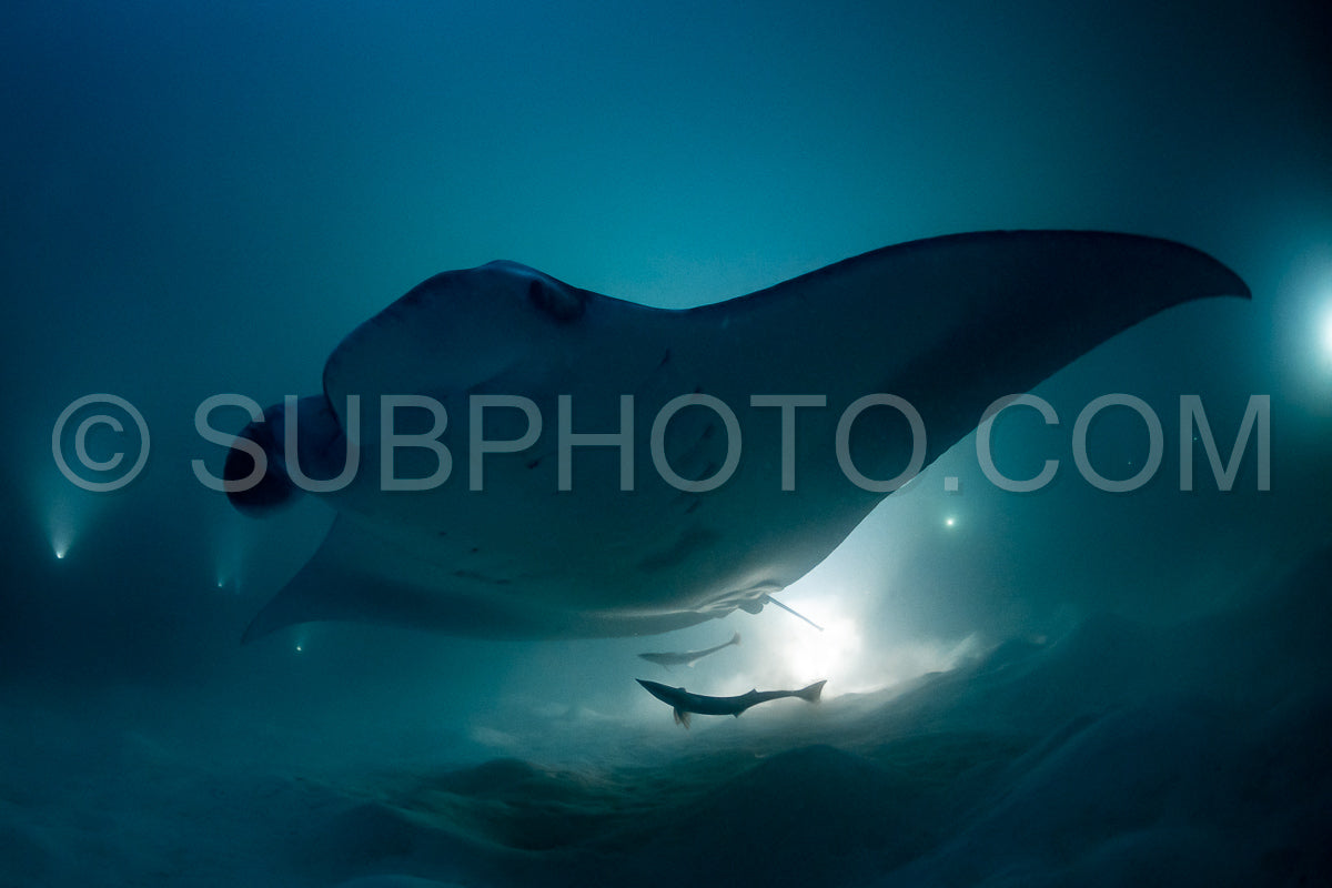 Photo de Raie manta de nuit aux Maldives