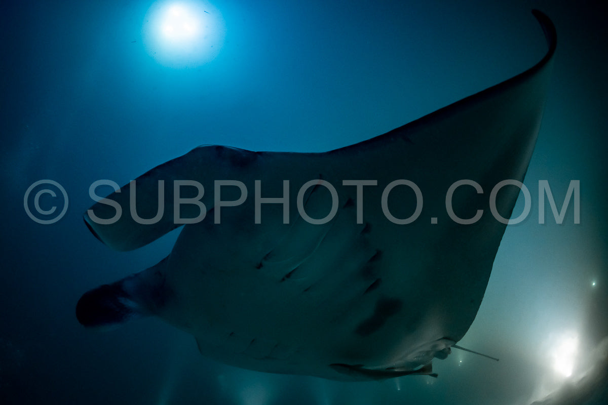 Photo de Raie manta de nuit aux Maldives