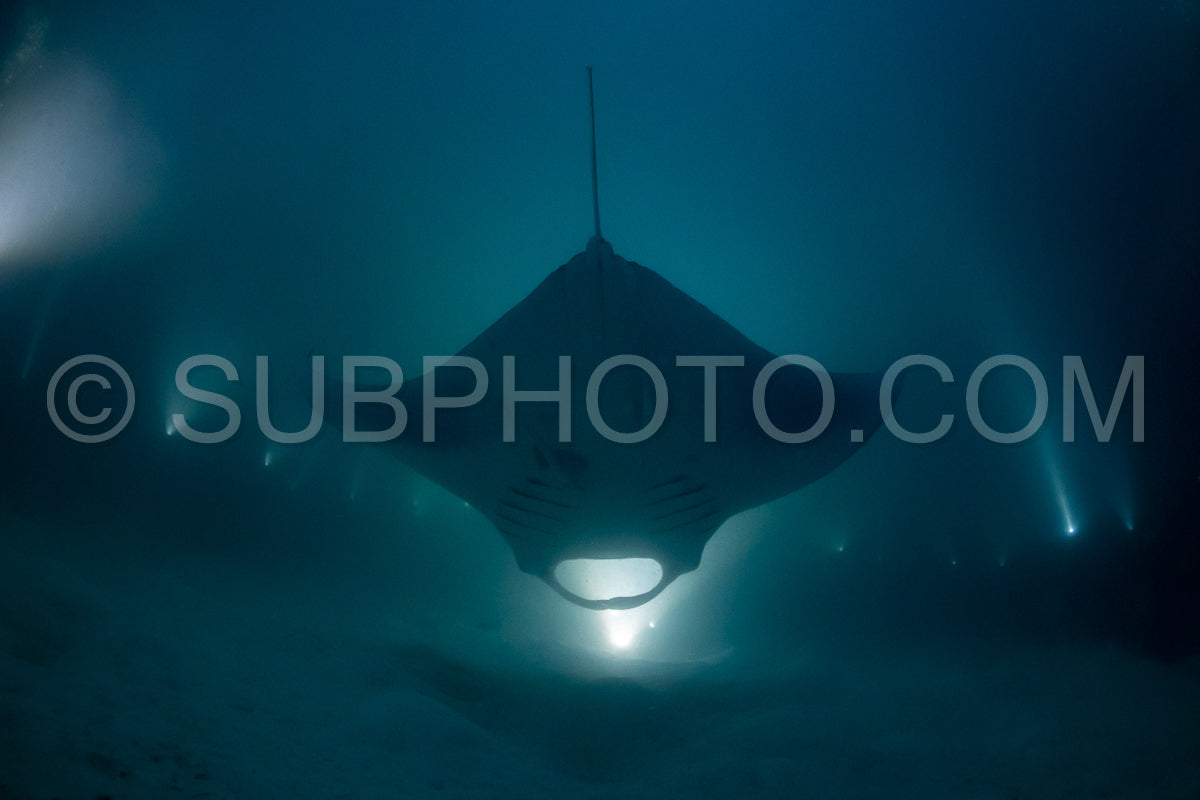 Photo de Raie manta de nuit aux Maldives