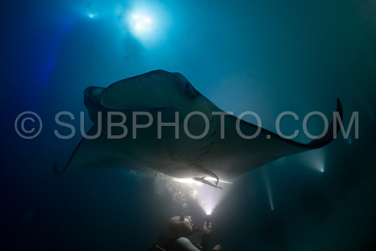 Photo de Raie manta de nuit aux Maldives