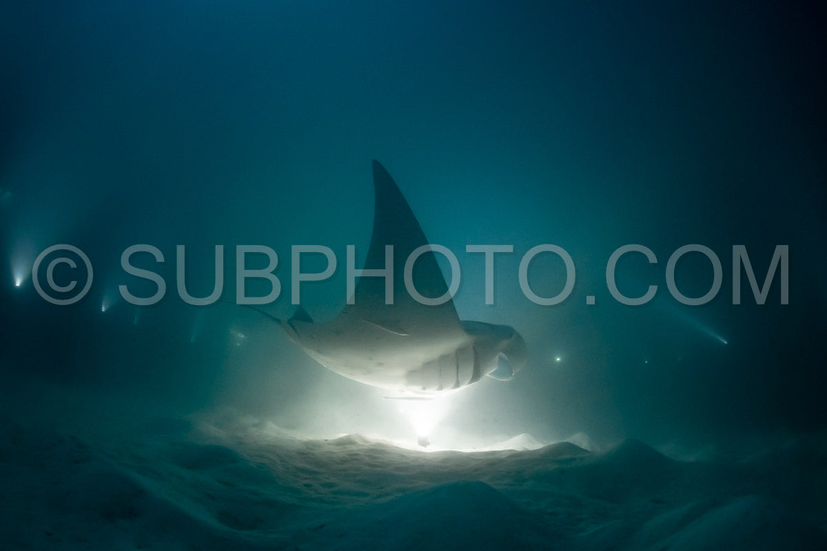 Photo de Raie manta de nuit aux Maldives