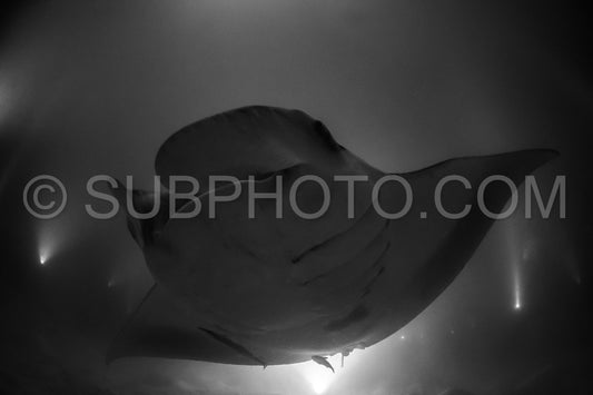 Photo de Raie manta de nuit aux Maldives