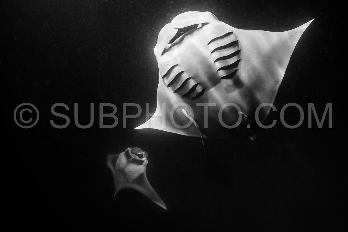 Photo de Raie manta de nuit aux Maldives