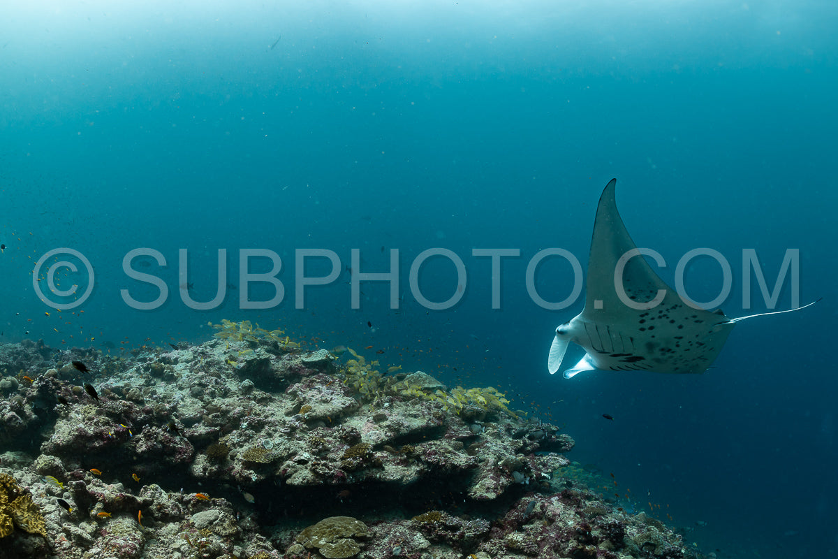 Photo de Raies manta volant autour d'une station de nettoyage aux Maldives