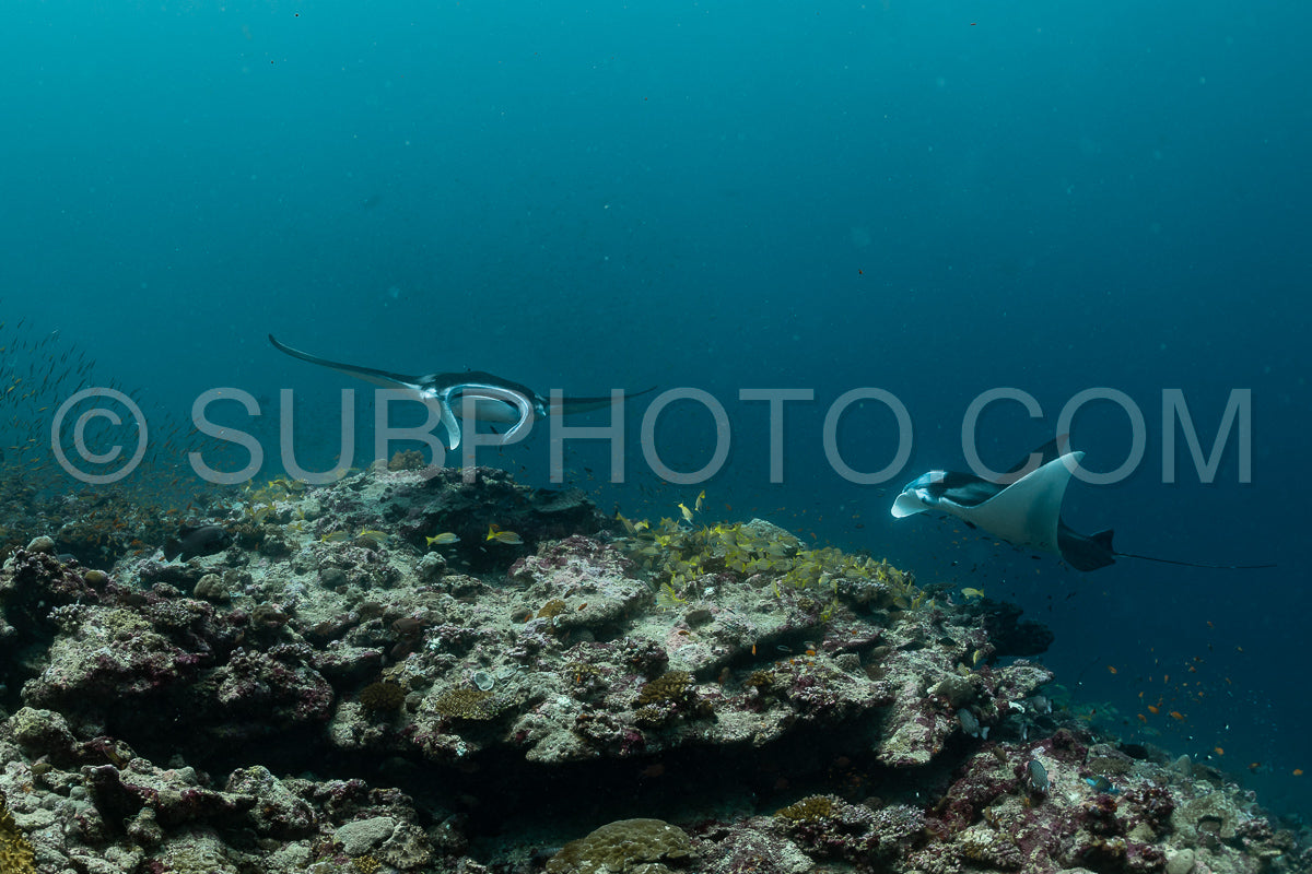 Photo de Raies manta volant autour d'une station de nettoyage aux Maldives