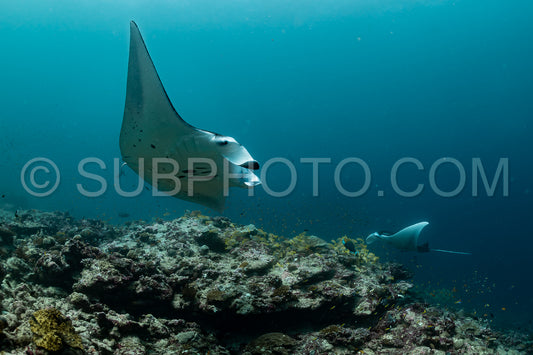 Photo de Raies manta volant autour d'une station de nettoyage aux Maldives